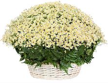 Цветочная композиция из Ромашки в корзине #REPLACE_PRED# Гагарине